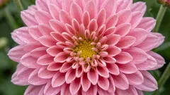 Nevyhazujte chryzantémy po odkvětu: co udělat, aby kvetly více než jednu sezónu