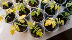 Žloutnou listy? Jak urgentně přihnojit sazenice, aby se zachránila úroda