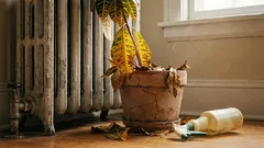 6 pokojových rostlin, které často zklamávají své majitele