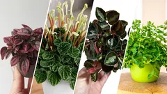 Nejzajímavější a nejoblíbenější odrůdy peperomií