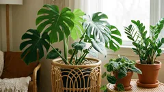 5 módních rostlin, bez kterých se dnes neobejde téměř žádný dům.