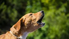 Jak odnaučit psa zbytečně štěkat v bytě bez křiku a trestů