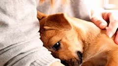 Jak nás psi žádají o pomoc: 7 signálů, které často přehlížíme