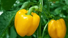 Co v žádném případě nesmíte pěstovat vedle papriky: nepřítel vaší úrody