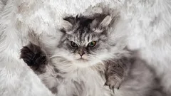 5 způsobů, jak kočce ukázat, že v domě vládnete vy, a ne ona